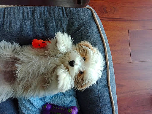 Jax joined the competition — help win amazing prizes! bolonka, canidae, carnivore, cavachon, chinese_imperial_dog, companion_dog, dog, dog_breed, havanese, lhasa_apso, mal_shi, maltepoo, maltese, mammal, morkie, pekapoo, puppy, schnoodle, shih_tzu, vertebrate