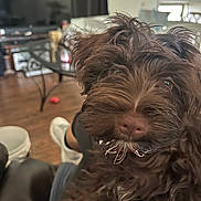 Coco joined the competition — help win amazing prizes! dog, brown_dog, fluffy, indoor, close_up, pet, fur, snout, relaxed, living_room, glass_table, person, sneakers, wooden_floor, home, furniture, blurred_background, domestic_animal, cute, animal