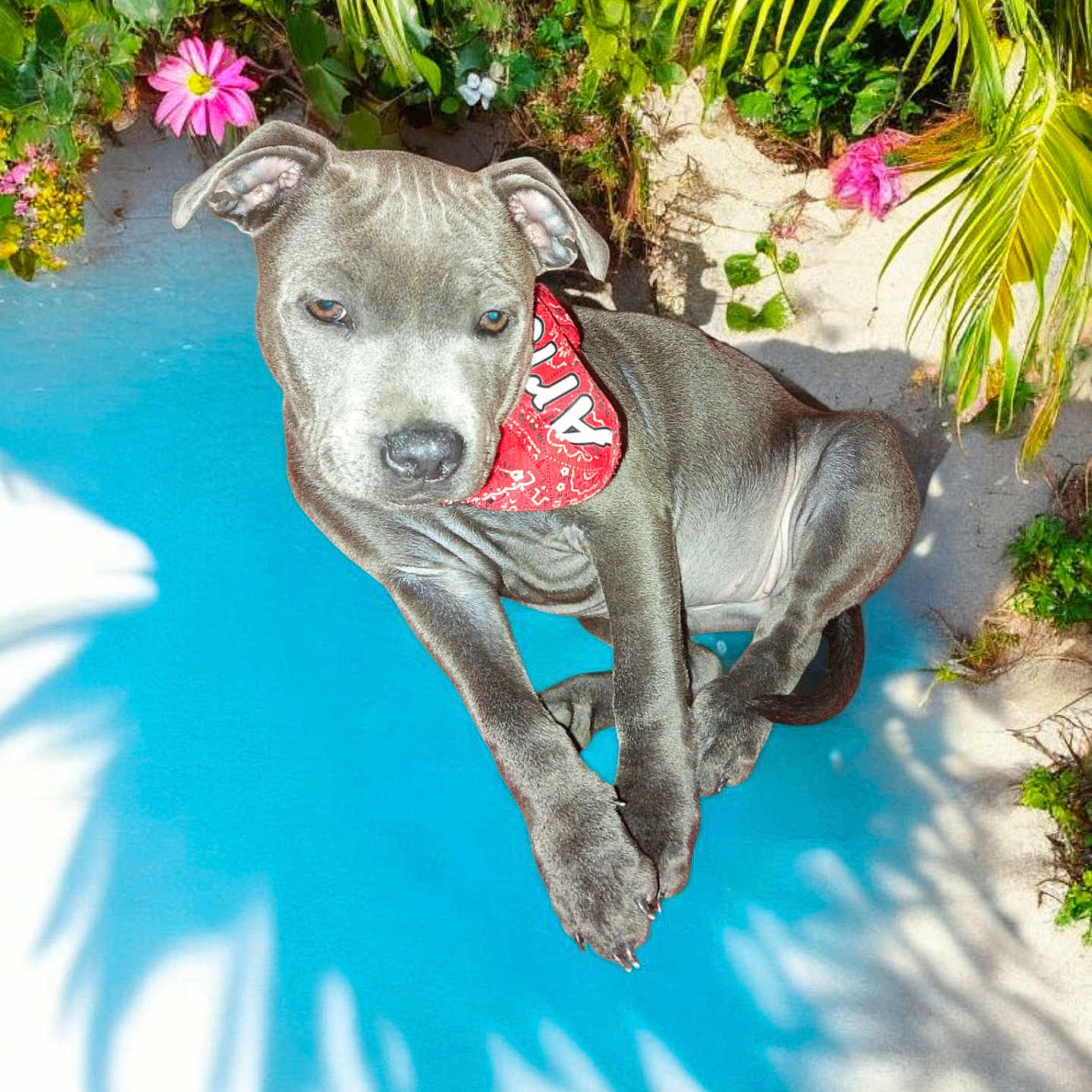Aria a rejoint le concours — aidez-le/la à gagner de superbes lots ! animal, bandana, blue, cute, dog, flowers, greenery, jumping, nature, outdoor, pet, plants, playful, pool, puppy, shadow, summer, sunny, tropical, water