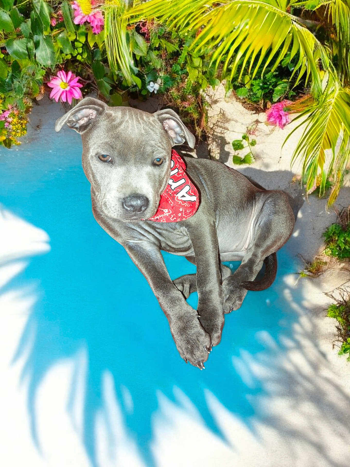 Aria a rejoint le concours — aidez-le/la à gagner de superbes lots ! puppy, dog, bandana, jumping, pool, water, blue, tropical, plants, flowers, greenery, sunny, shadow, outdoor, pet, animal, playful, summer, nature, cute