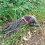 Aria a rejoint le concours — aidez-le/la à gagner de superbes lots ! dog, gray_dog, leash, grass, leaves, outdoor, nature, earth, plants, greenery, pink_harness, canine, resting, walk, pet, animal, ground, summer, daytime, closeup