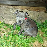 Aria a rejoint le concours — aidez-le/la à gagner de superbes lots ! puppy, dog, grass, wooden_fence, outdoor, pet, animal, young_dog, cute, collar, red_tag, greenery, nature, fur, canine, sitting, looking_back, flash, night, ears