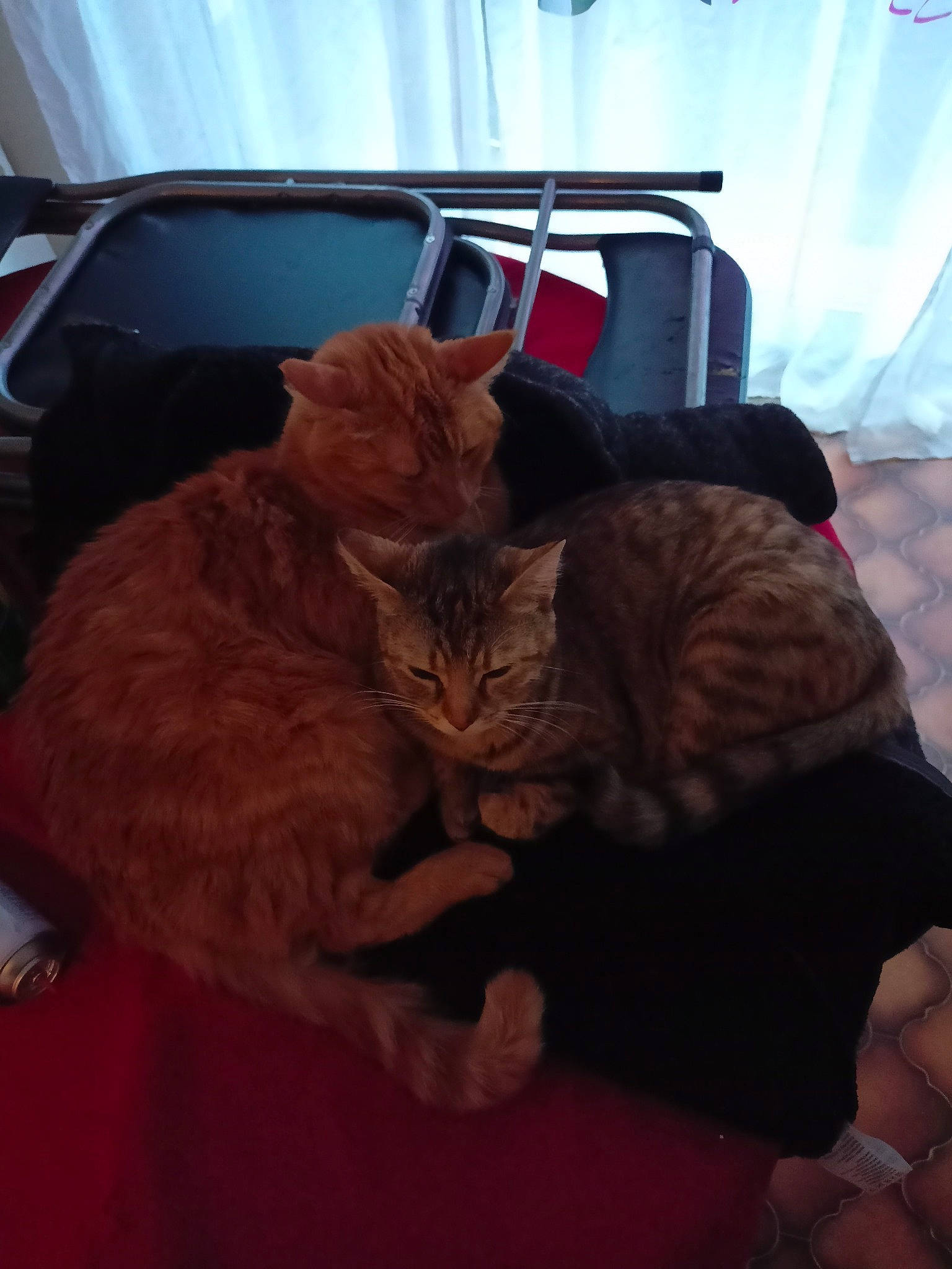 Caramel a rejoint le concours — aidez-le/la à gagner de superbes lots ! bag, baggage, canidae, carnivore, cat, comfort, companion_dog, curtain, domestic_short_haired_cat, fawn, felidae, fur, lap, mammal, nap, sitting, small_to_medium_sized_cats, tail, vertebrate, whiskers