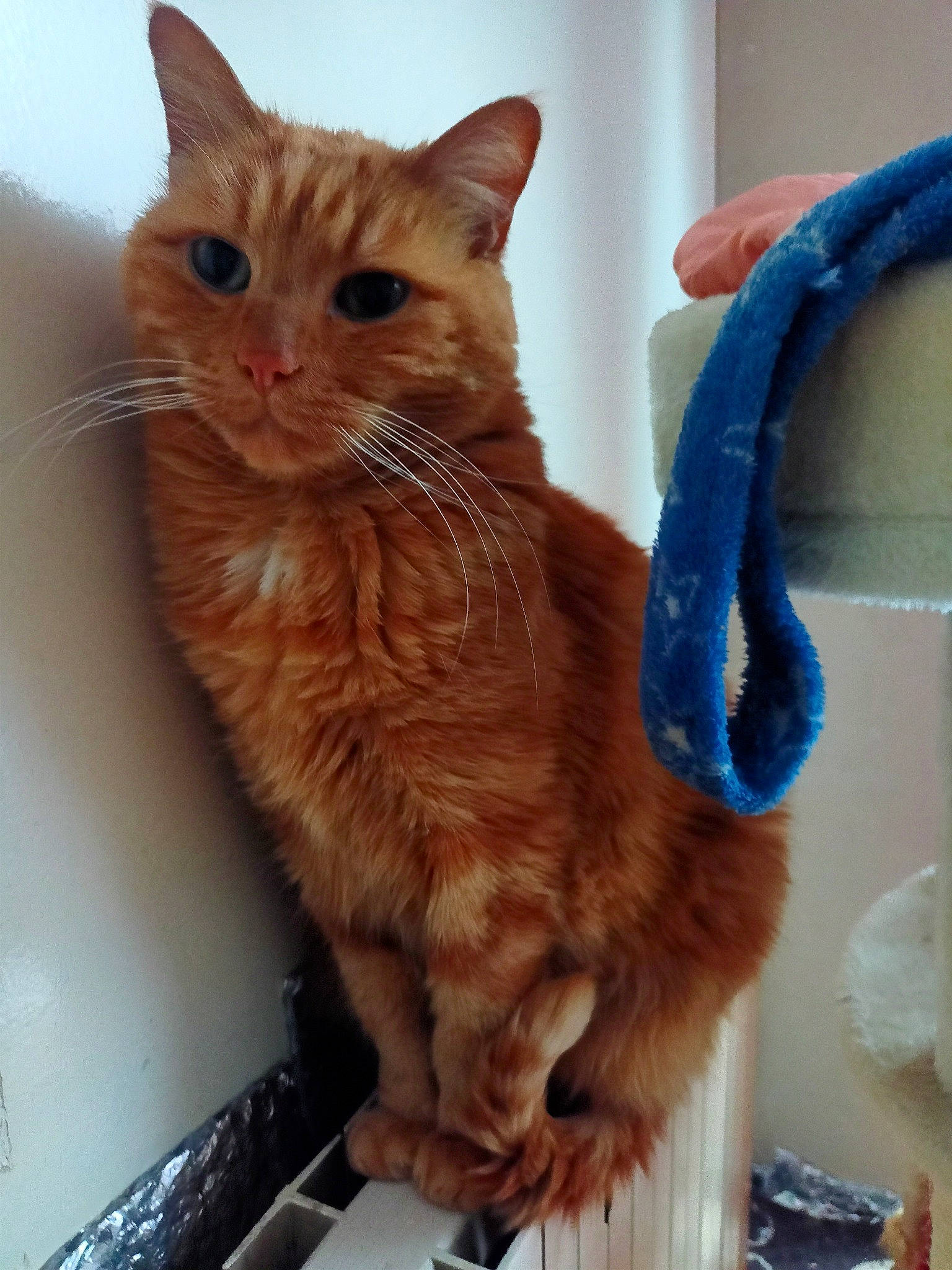 Caramel participe au concours pour gagner de l'argent avec cette photo : carnivore, cat, claw, computer_keyboard, domestic_short_haired_cat, electric_blue, fawn, felidae, fur, gesture, paw, personal_computer, small_to_medium_sized_cats, tail, whiskers, window