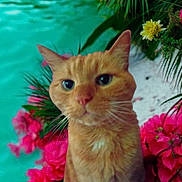 Caramel participe au concours pour gagner de l'argent avec cette photo : animal, cat, closeup, curious, daylight, feline, flowers, greenery, nature, orange_cat, outdoor, pet, pink_flowers, plants, portrait, sitting, tropical, turquoise_water, water, whiskers