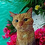 animal, cat, closeup, curious, daylight, feline, flowers, greenery, nature, orange_cat, outdoor, pet, pink_flowers, plants, portrait, sitting, tropical, turquoise_water, water, whiskers