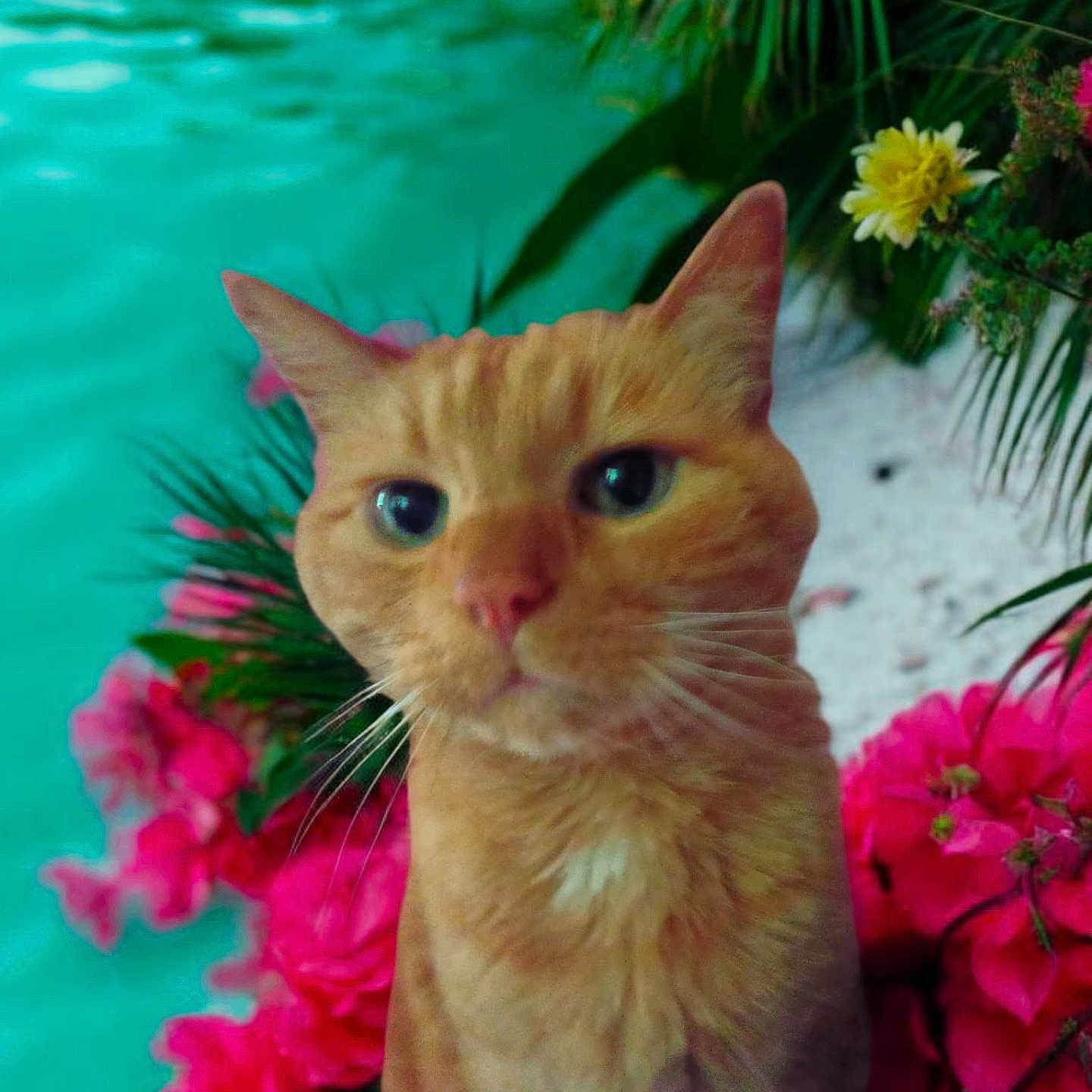 Caramel