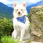 Snopy participe au concours pour gagner de l'argent avec cette photo : adventure, animal, bandana, canine, cute, daylight, dog, fur, grass, greenery, landscape, mountains, nature, outdoor, pet, portrait, rock, scenic, sitting, white_dog