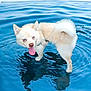 Snopy a rejoint le concours — aidez-le/la à gagner de superbes lots ! animal, blue_eyes, canine, close_up, collar, cream_colored, dog, fluffy, fun, happy, nature, outdoor, pet, playful, reflection, ripples, summer, tongue_out, water, wet_paws