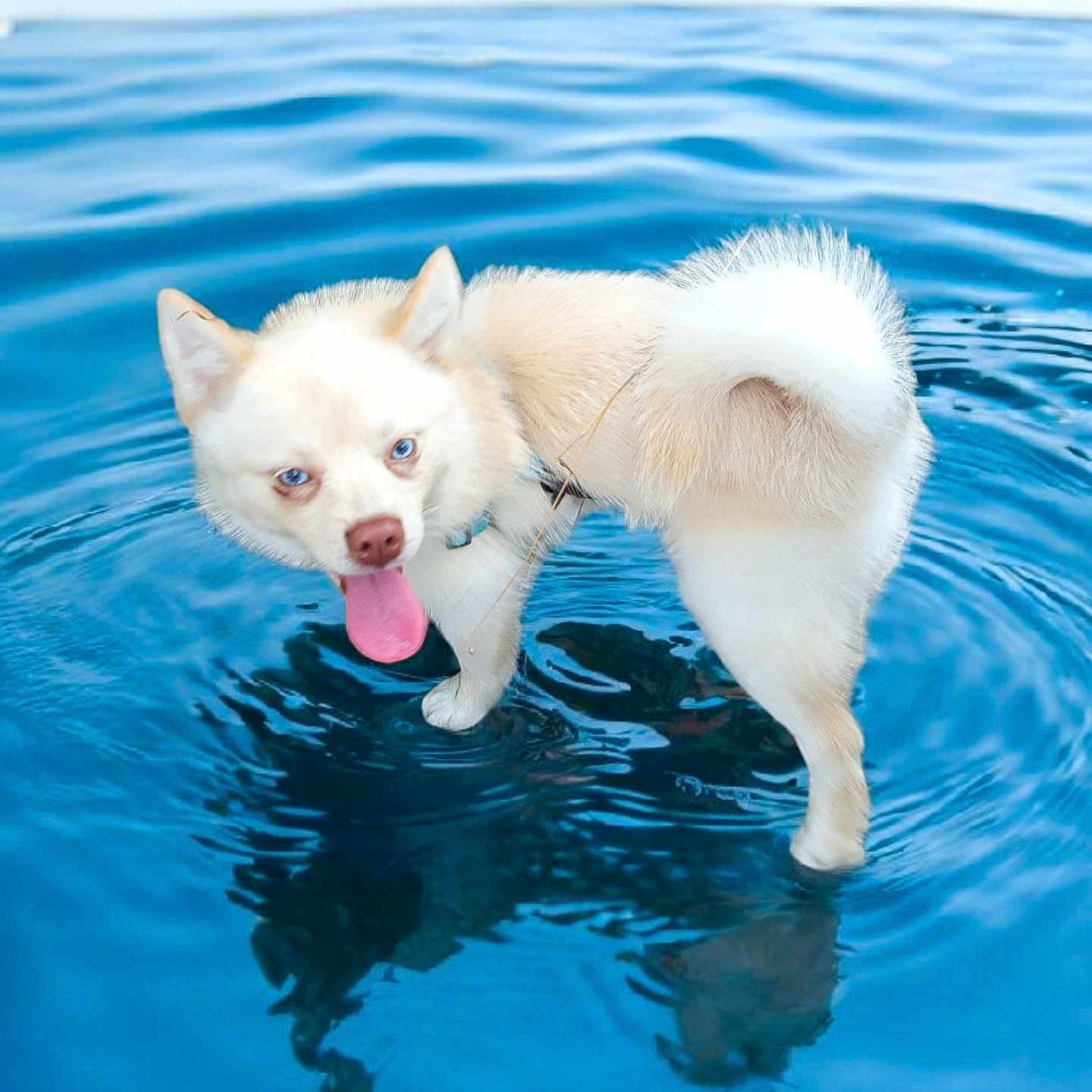 Snopy a rejoint le concours — aidez-le/la à gagner de superbes lots ! animal, blue_eyes, canine, close_up, collar, cream_colored, dog, fluffy, fun, happy, nature, outdoor, pet, playful, reflection, ripples, summer, tongue_out, water, wet_paws