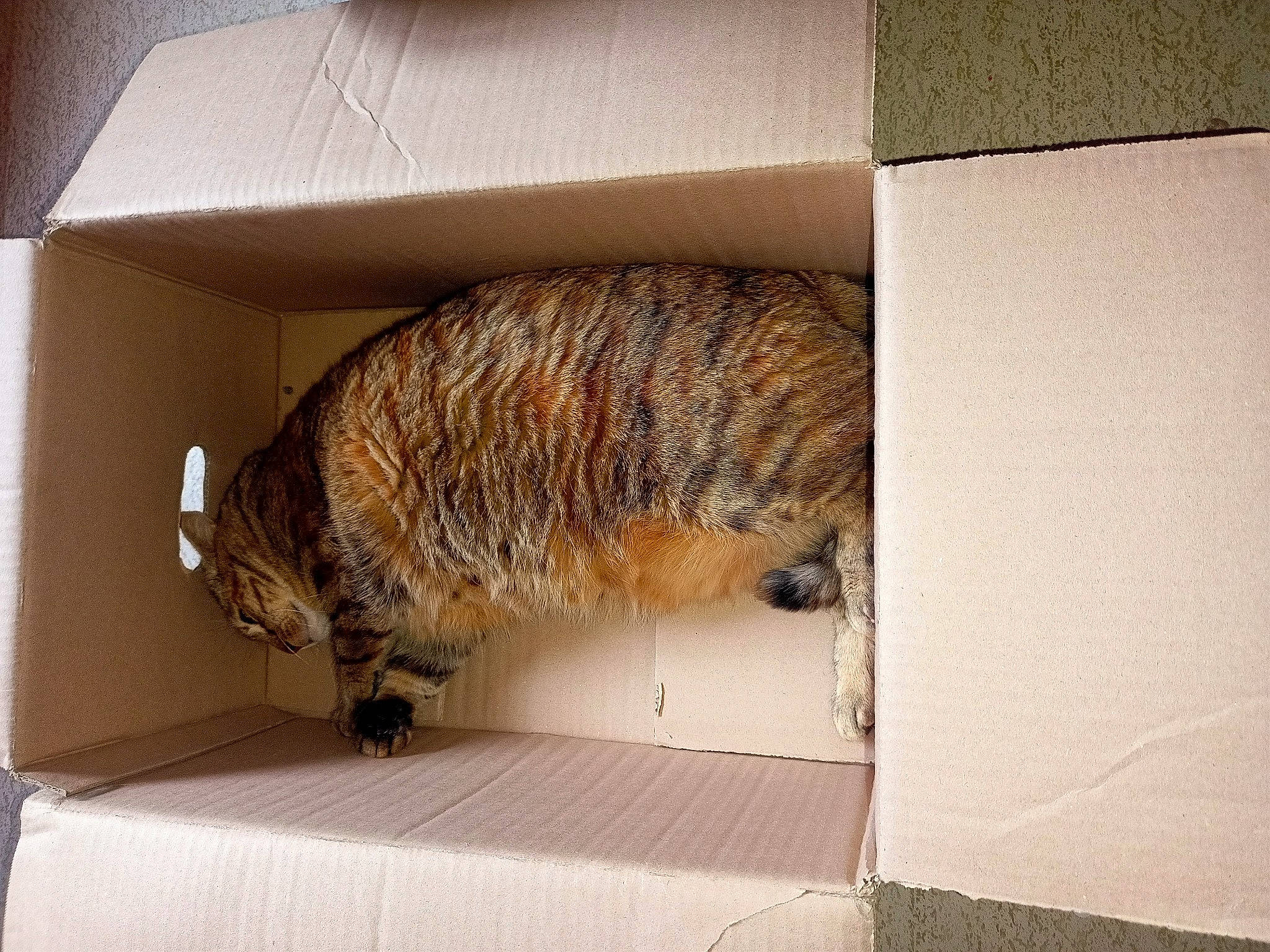 Framboise participe au concours pour gagner de l'argent avec cette photo : birman, box, carnivore, cat, domestic_short_haired_cat, fawn, felidae, floor, flooring, fur, hardwood, room, shipping_box, small_to_medium_sized_cats, snout, tail, terrestrial_animal, whiskers, wildlife, wood