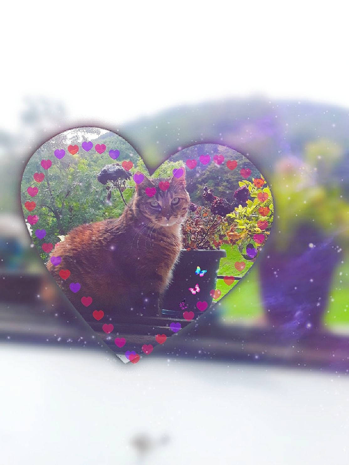 Framboise a rejoint le concours — aidez-le/la à gagner de superbes lots ! art, electric_blue, fashion_accessory, font, gesture, glass, grass, happy, heart, landscape, liquid, magenta, meteorological_phenomenon, paint, petal, purple, reflection, rock, sweetness, visual_arts