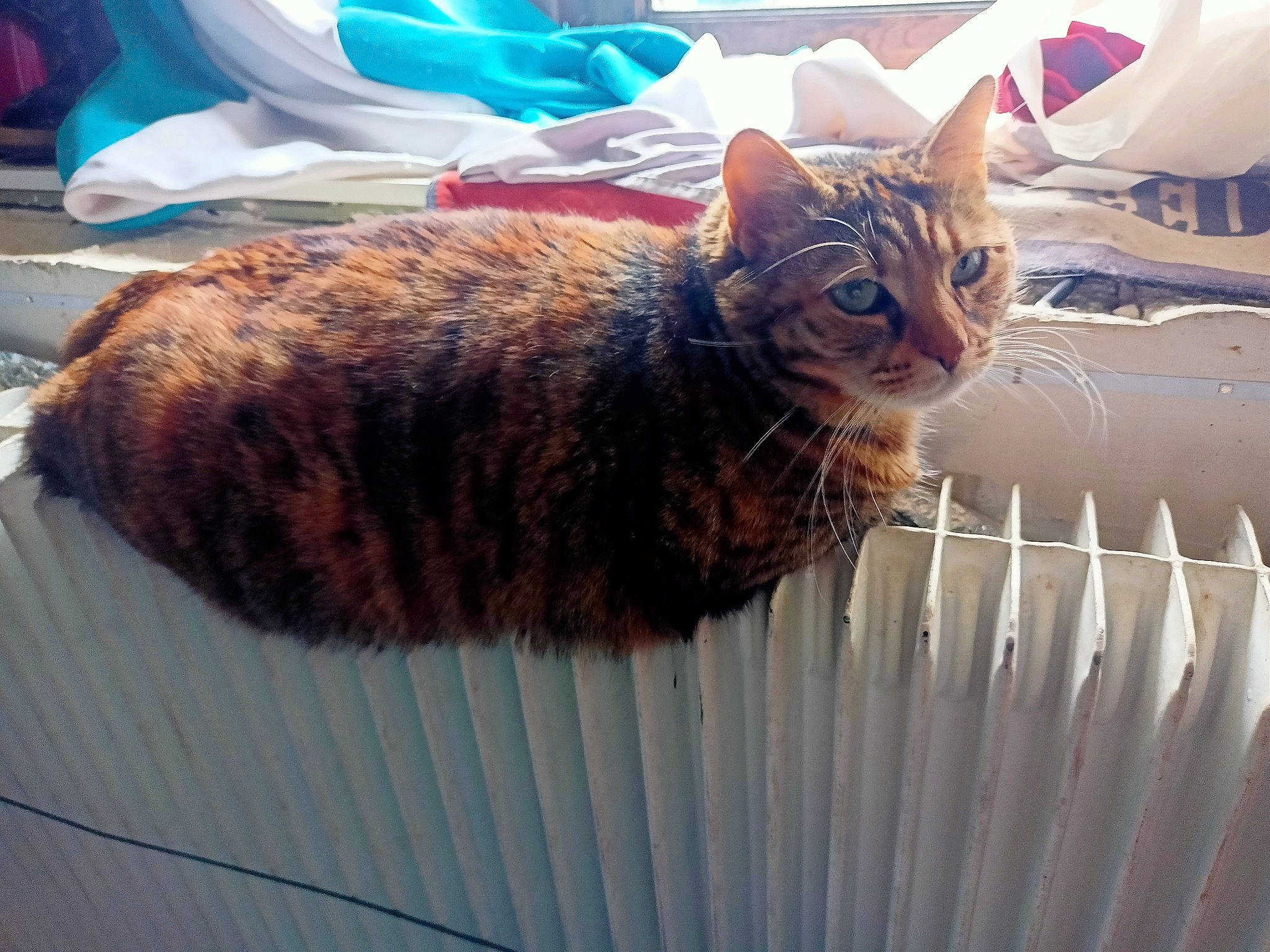 Framboise a rejoint le concours — aidez-le/la à gagner de superbes lots ! basket, carnivore, cat, claw, comfort, domestic_short_haired_cat, felidae, fur, grass, knitting, linens, metal, nap, sitting, small_to_medium_sized_cats, snout, tail, terrestrial_animal, whiskers, wood