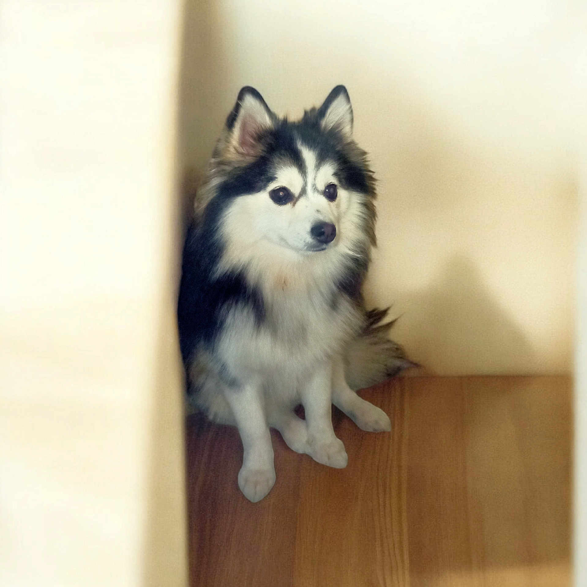 éva a rejoint le concours — aidez-le/la à gagner de superbes lots ! dog, sitting, fluffy, black_and_white, pet, indoor, wooden_floor, corner, alert, fur, animal, companion, cute, domestic, canine, quiet, calm, home, portrait, facing_forward