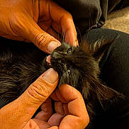 Gracie is registered to the contest to win money with this photo: hands, black_kitten, cat, pet, fingers, close_up, fur, playful, cute, animal, domestic_animal, whiskers, teeth, face, interaction, soft_light, cozy, resting, gentle, indoor