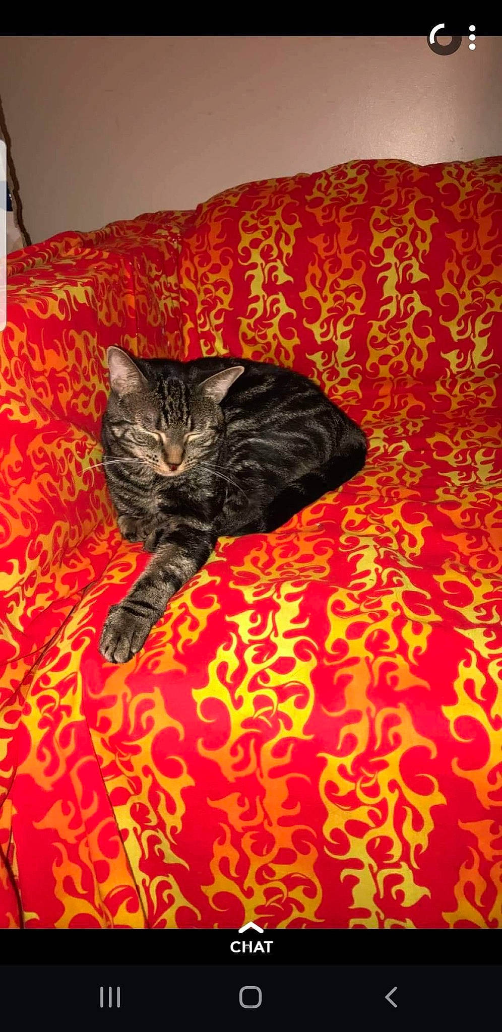 Keano joined the competition — help win amazing prizes! asian, bed_sheet, black_cat, carnivore, cat, domestic_short_haired_cat, european_shorthair, felidae, fur, kitten, orange, small_to_medium_sized_cats, textile, whiskers