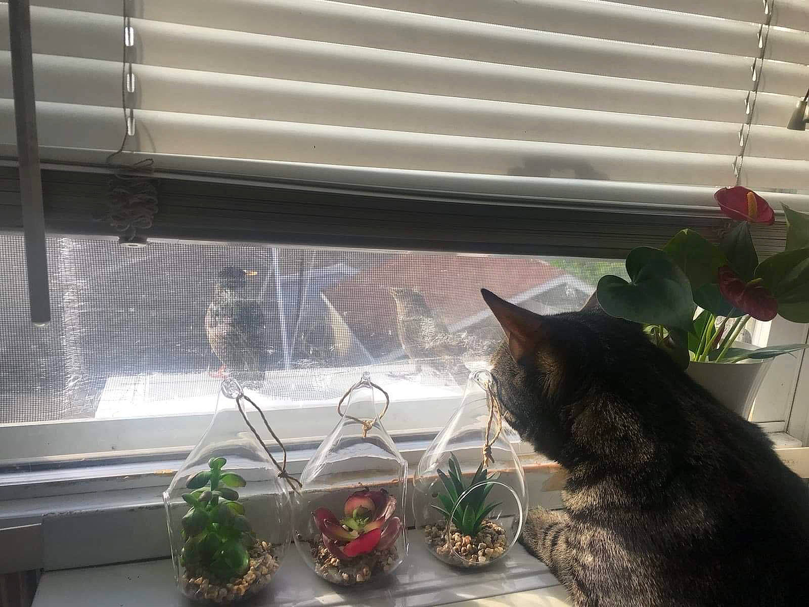 Keano joined the competition — help win amazing prizes! carnivore, cat, domestic_short_haired_cat, european_shorthair, felidae, herb, home, houseplant, interior_design, plant, shade, small_to_medium_sized_cats, sunlight, whiskers, window, window_treatment
