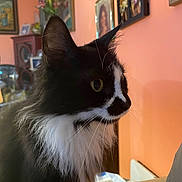 Sabrina is registered to the contest to win money with this photo: animal_face, black_and_white, cat, closeup, curious, domestic_animal, flowers, fluffy_fur, framed_photos, furniture, houseplant, indoor, living_room, long_hair, orange_wall, pet, portrait, side_view, vase, whiskers