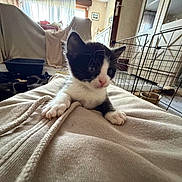 Bill a rejoint le concours — aidez-le/la à gagner de superbes lots ! kitten, cat, black_and_white, pet, animal, sitting, blanket, soft_surface, indoors, home, living_room, furniture, pet_enclosure, cozy, portrait, close_up, ears, whiskers, pink_nose, playful
