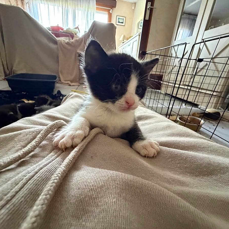 Bill a rejoint le concours — aidez-le/la à gagner de superbes lots ! kitten, cat, black_and_white, pet, animal, sitting, blanket, soft_surface, indoors, home, living_room, furniture, pet_enclosure, cozy, portrait, close_up, ears, whiskers, pink_nose, playful