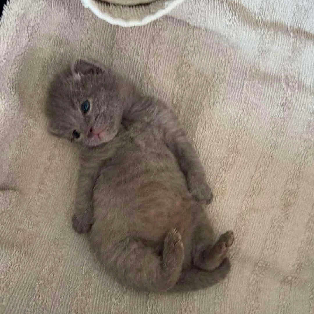 Mia a rejoint le concours — aidez-le/la à gagner de superbes lots ! kitten, cat, animal, pet, furry, gray_fur, small, young, lying_down, on_back, paws, whiskers, blue_eyes, indoors, blanket, towel, cozy, cute, portrait, sleepy