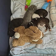 Mia participe au concours pour gagner de l'argent avec cette photo : kittens, cats, sleeping, newborn, litter, furry, black_cat, gray_cat, brown_cat, white_cat, blanket, plush_toy, teddy_bear, feather_toy, cozy, indoors, pet_bed, resting, cuddling, adorable