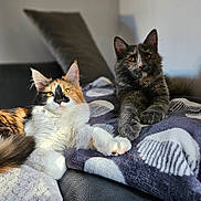 Babouche a rejoint le concours — aidez-le/la à gagner de superbes lots ! animal, blanket, calm, cat, couch, cozy, cute, domestic, ears, eyes, feline, fluffy, fur, indoor, paws, pet, relaxed, resting, two_cats, whiskers