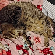 Ninja is registered to the contest to win money with this photo: animal, black, blanket, cat, comfort, cozy, fur, indoors, nap, patterned_blanket, paws, pet, pink, red, resting, sleeping, soft, striped, tabby, white