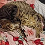 animal, black, blanket, cat, comfort, cozy, fur, indoors, nap, patterned_blanket, paws, pet, pink, red, resting, sleeping, soft, striped, tabby, white