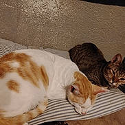 Skoal And Star joined the competition — help win amazing prizes! animal, cat, closeup, companion, cozy, ears, feline, fur, indoor, mammal, orange_and_white_cat, pets, quiet, relaxed, resting, sleeping, striped_pillow, tabby_cat, two_cats, whiskers