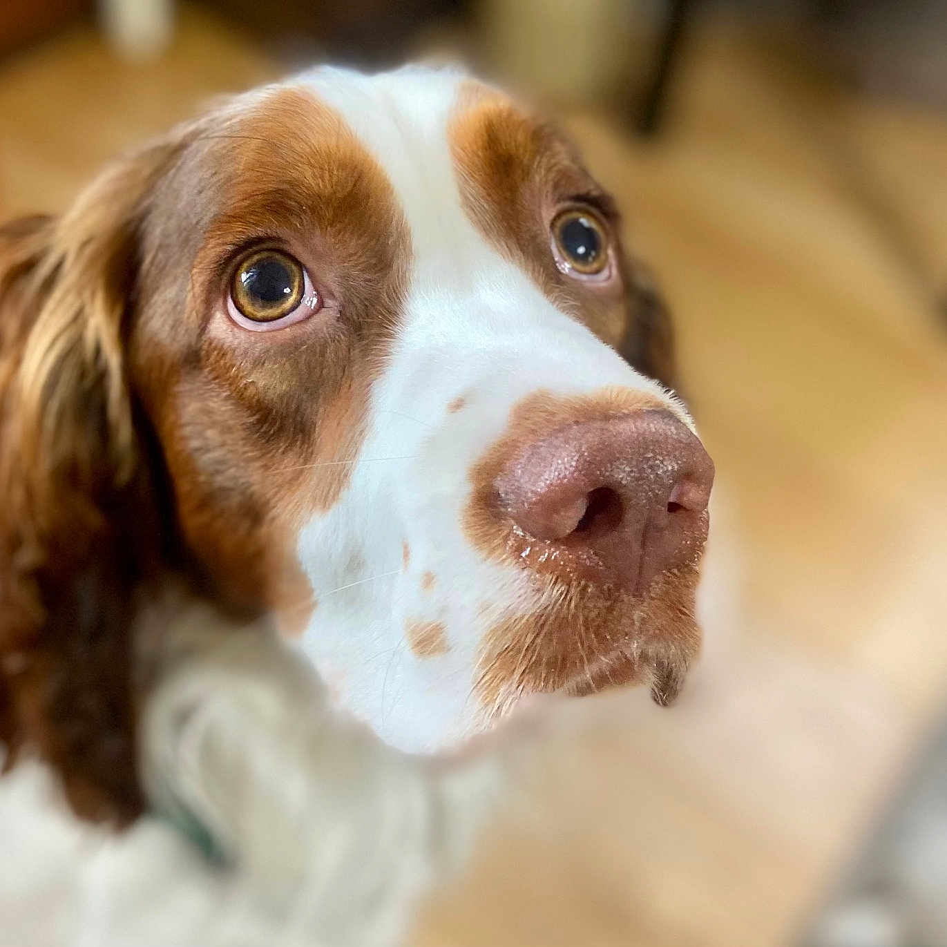 Oliver is registered to the contest to win money with this photo: animal, beagle, canine, cockerspaniel, dog, hardwood, hound, pet, pointer, puppy, snout, wood