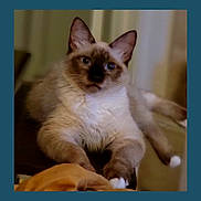 Sparky joined the competition — help win amazing prizes! cat, siamese, feline, pet, animal, indoor, lounging, blue_eyes, fur, whiskers, relaxed, cute, domestic, mammal, paws, close_up, face, ears, comfortable, resting