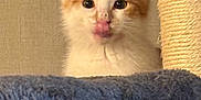Elijah is registered to the contest to win money with this photo: animal, cat, cat_tree, climbing, cozy, curious, cute, fur, furniture, indoor, kitten, orange_and_white, paw, pet, playful, scratching_post, soft, tongue_out, whiskers, young