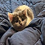 Rebekah joined the competition — help win amazing prizes! kitten, cat, pet, animal, fur, cute, cozy, blanket, bed, indoor, young, small, domestic, whiskers, ears, resting, soft, comfortable, curious, feline