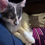 Rebekah is registered to the contest to win money with this photo: kitten, cat, gray_and_white, fur, whiskers, paws, crossed_paws, close_up, resting, indoor, cozy, textured_fabric, blue, striped_textile, soft, pet, animal, cute, relaxed, young_cat