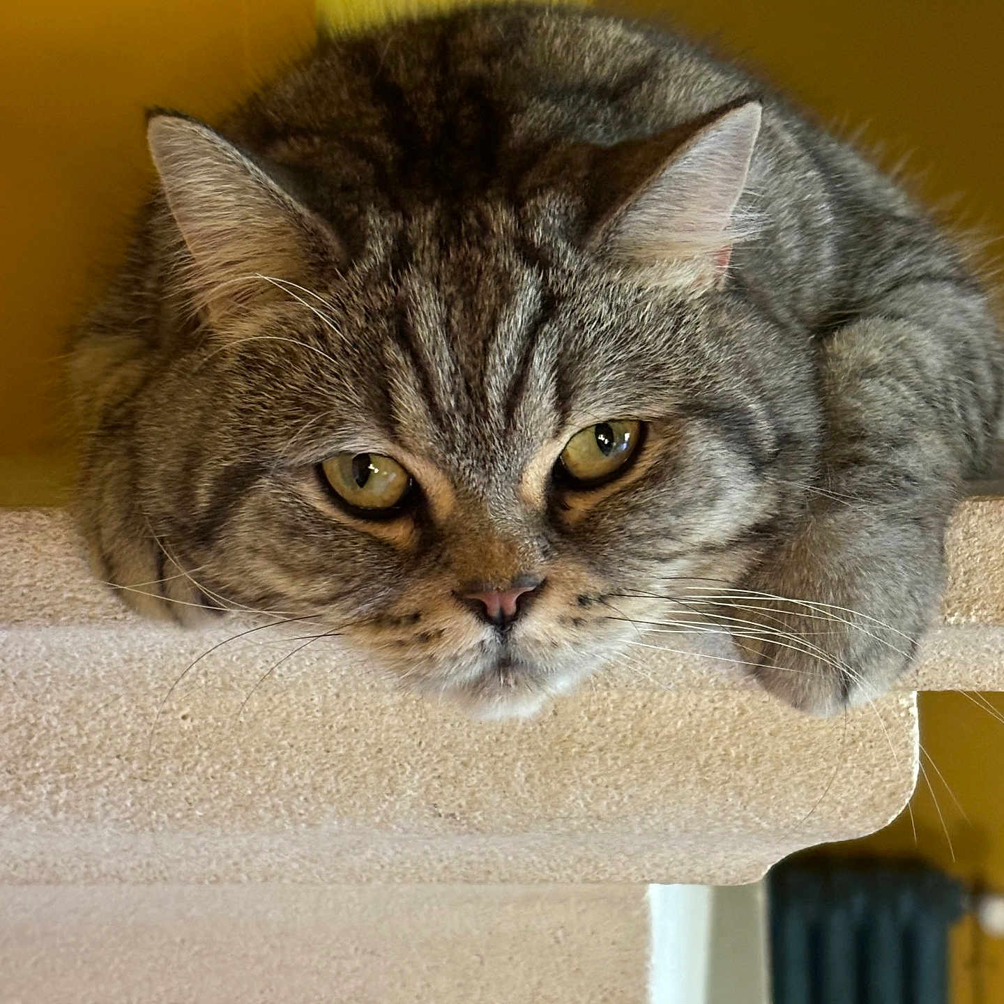 Rollmops a rejoint le concours — aidez-le/la à gagner de superbes lots ! animal, cat, closeup, cute, domestic_cat, ears, face, feline, fur, indoors, lazy, ledges, mammal, pet, portrait, relaxed, resting, tabby, whiskers, yellow_background