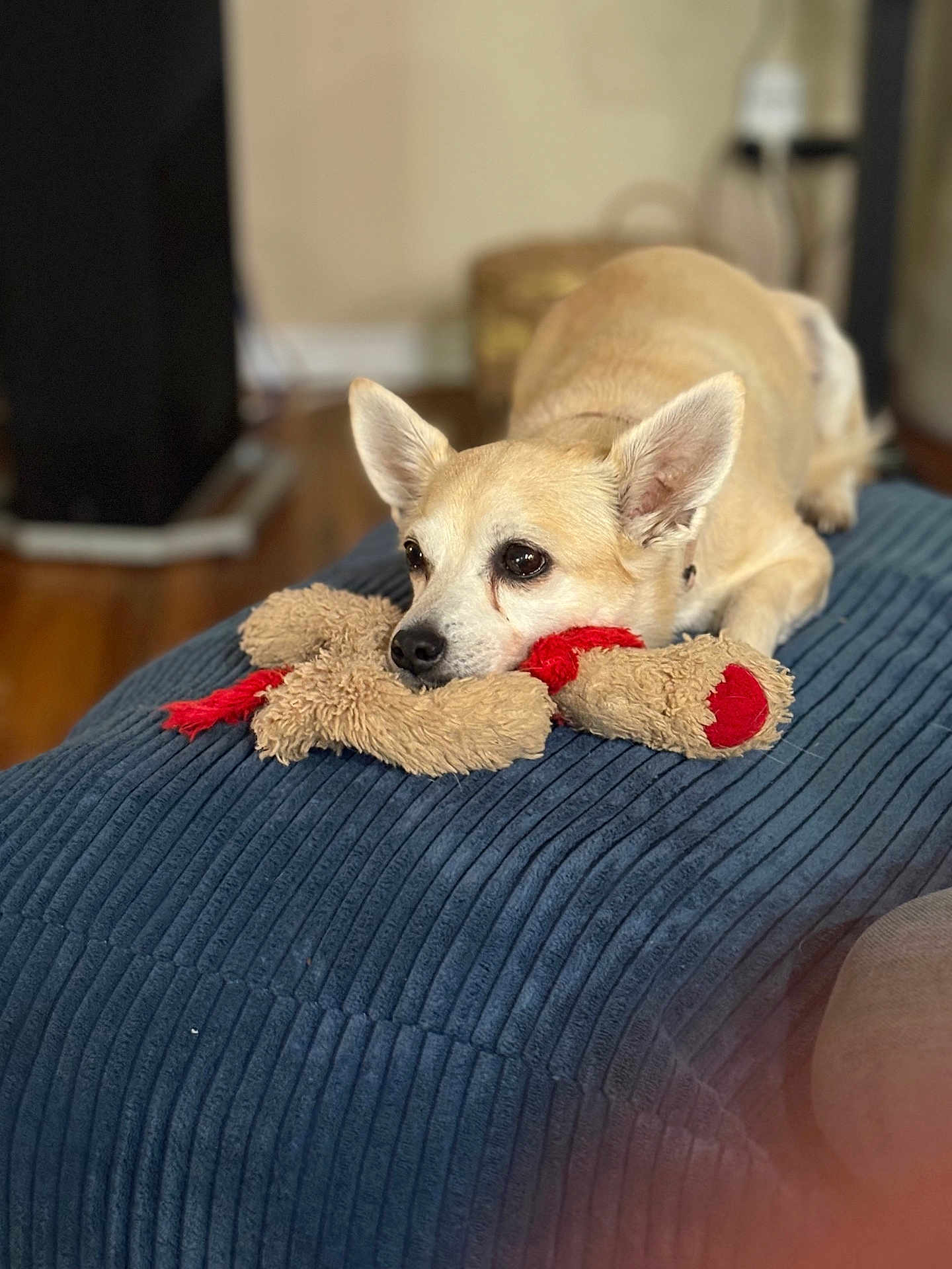 Tootsie
