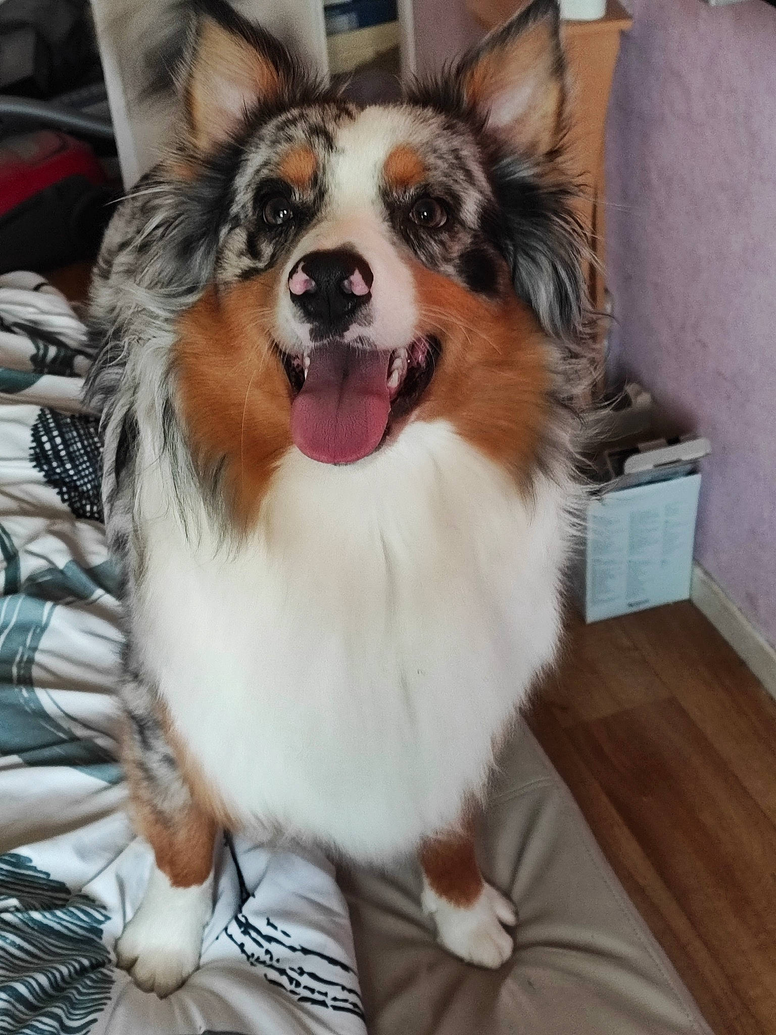 Taiko a rejoint le concours — aidez-le/la à gagner de superbes lots ! canidae, carnivore, collar, companion_dog, dog, dog_breed, dog_collar, dog_supply, door, fawn, fur, herding_dog, pet_supply, smile, snout, sporting_group, toy_dog, whiskers, working_animal, working_dog