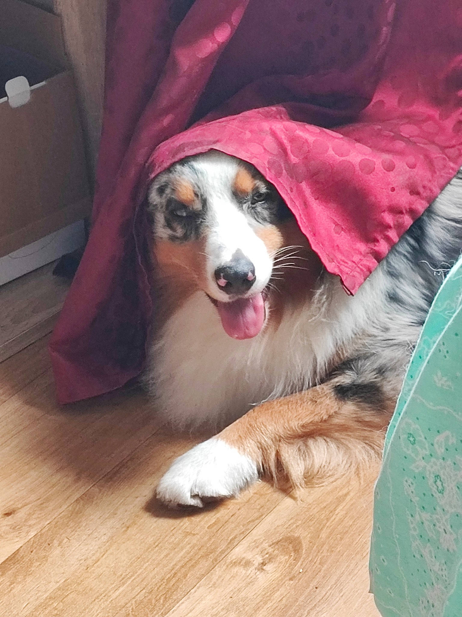 Taiko a rejoint le concours — aidez-le/la à gagner de superbes lots ! canidae, carnivore, companion_dog, dog, dog_breed, dog_supply, flooring, fur, hardwood, herding_dog, laminate_flooring, paw, plank, snout, sporting_group, varnish, whiskers, wood, wood_flooring, wood_stain