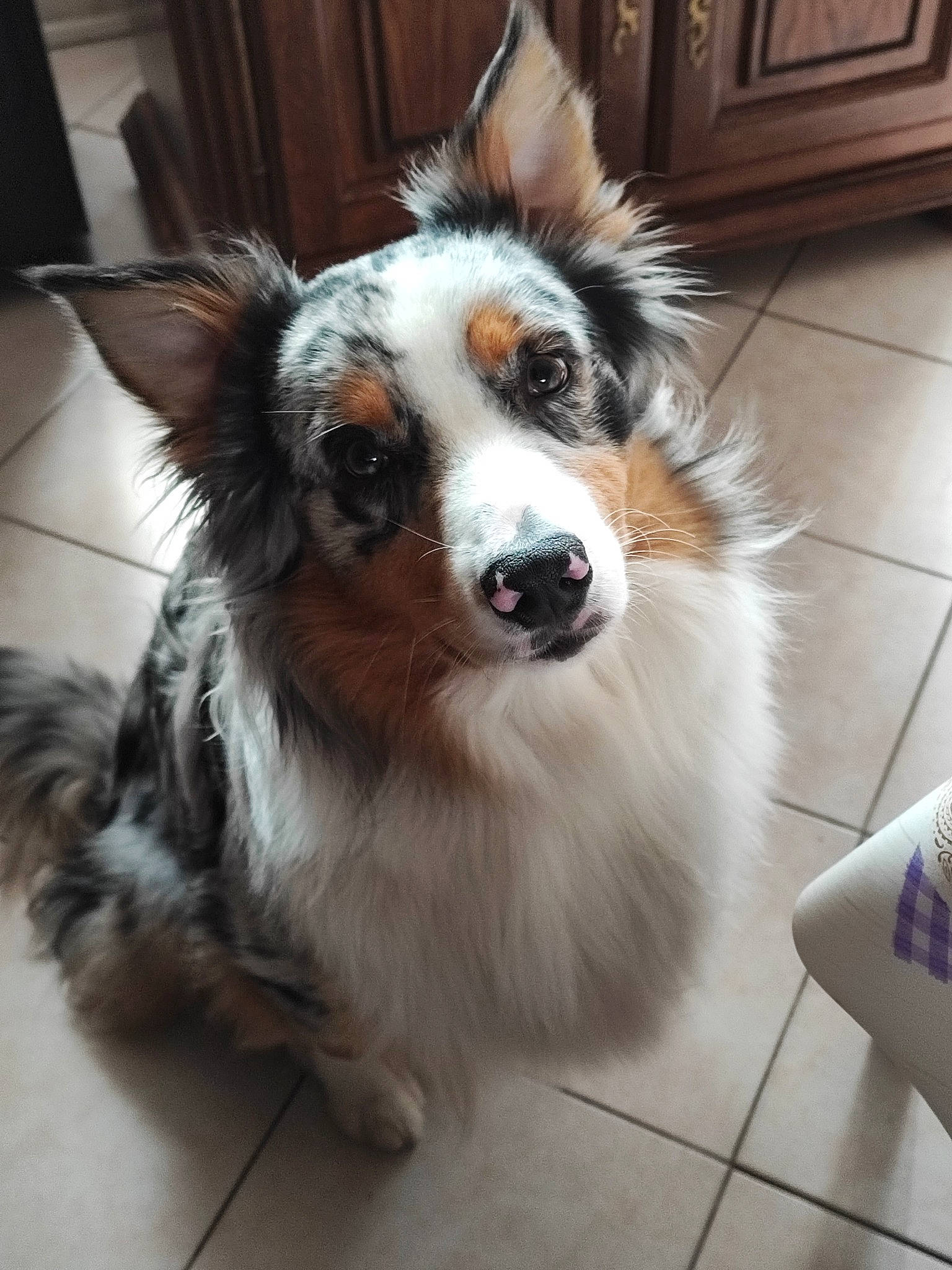 Taiko participe au concours pour gagner de l'argent avec cette photo : canidae, carnivore, companion_dog, dog, dog_breed, dog_supply, door, flooring, fur, hardwood, herding_dog, snout, sporting_group, toy_dog, whiskers, working_animal, working_dog