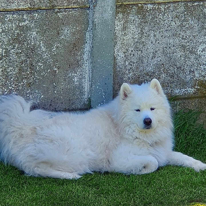 Django participe au concours pour gagner de l'argent avec cette photo : american_eskimo_dog, berger_blanc_suisse, canidae, carnivore, dog, dog_breed, german_spitz_mittel, japanese_spitz, kintamani, kishu, mammal, maremma_sheepdog, non_sporting_group, pungsan_dog, rare_breed_dog, samoyed, spitz, vertebrate, volpino_italiano, white_shepherd