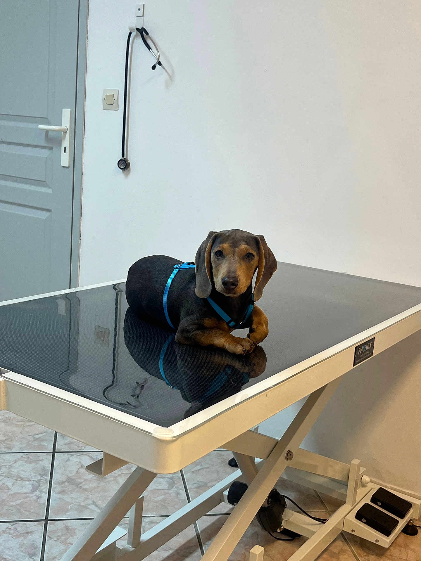 Luky participe au concours pour gagner de l'argent avec cette photo : dog, puppy, dachshund, blue_harness, veterinary_clinic, examination_table, stethoscope, indoor, floor_tiles, white_wall, closed_door, animal, pet, calm, reflection, medical_equipment, leash, waiting, small_dog, cute