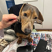 Luky participe au concours pour gagner de l'argent avec cette photo : black_nose, brown_coat, cabinet, close_up, dachshund, dog, eyewear, glasses, glasses_case, hand, indoor, newspaper, paws, person_hand, pet, reading_glasses, remote_control, sitting, smartphone, table