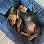 Luky participe au concours pour gagner de l'argent avec cette photo : puppy, dog, sleeping, bed, cozy, pet, animal, cute, brown, black, fur, indoors, tile_floor, relaxing, young, paw, canine, rest, snug, nap