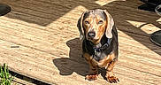 Luky a rejoint le concours — aidez-le/la à gagner de superbes lots ! brown_coat, collar, cute_expression, dachshund, dandelion, dog, domestic_animal, ears, grass, household_items, looking_at_camera, outdoors, paws, pet, porch, rug, shadow, snout, sunlight, wooden_deck