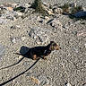 beach, calm, coast, dachshund, daytime, dog, dune_grass, leash, nature, outdoor, pebbles, people_in_background, pet, portrait, rocks, sand, shadow, sitting, small_dog, sunlight