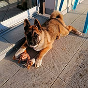 Stella a rejoint le concours — aidez-le/la à gagner de superbes lots ! dog, puppy, toy, plush_toy, giraffe_toy, patio, tile_floor, sunlight, shadow, blue_chair, outdoor, pet, animal, cute, fur, ears, tail, relaxed, playing, domestic_animal