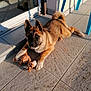 dog, puppy, toy, plush_toy, giraffe_toy, patio, tile_floor, sunlight, shadow, blue_chair, outdoor, pet, animal, cute, fur, ears, tail, relaxed, playing, domestic_animal