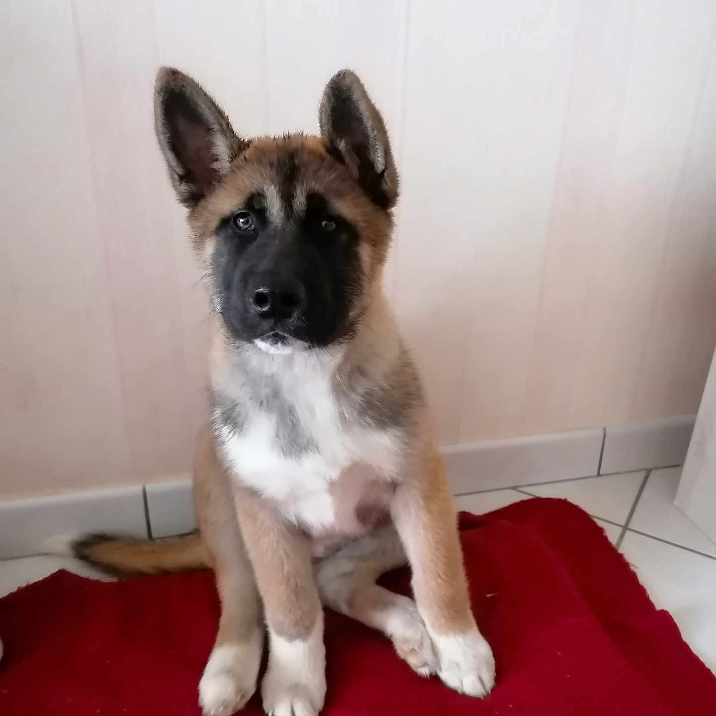 Stella a rejoint le concours — aidez-le/la à gagner de superbes lots ! animal, black_nose, brown_fur, canine, cute, dog, domestic, ears, floor_tiles, fur, indoor, looking, pet, portrait, puppy, red_blanket, sitting, wall, white_paws, young