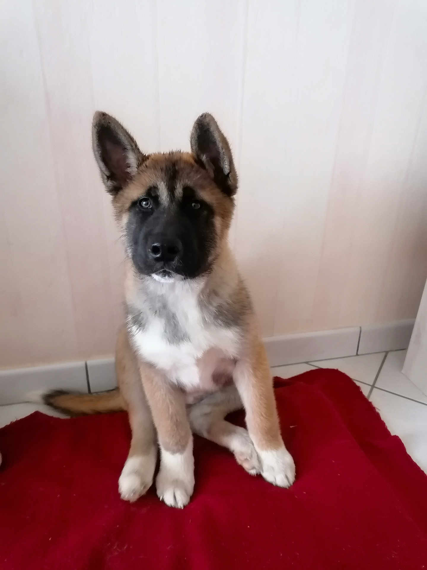 Stella